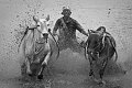 248 - COW RIDER BW - SOMALI-CHOW DAVID - indonesia